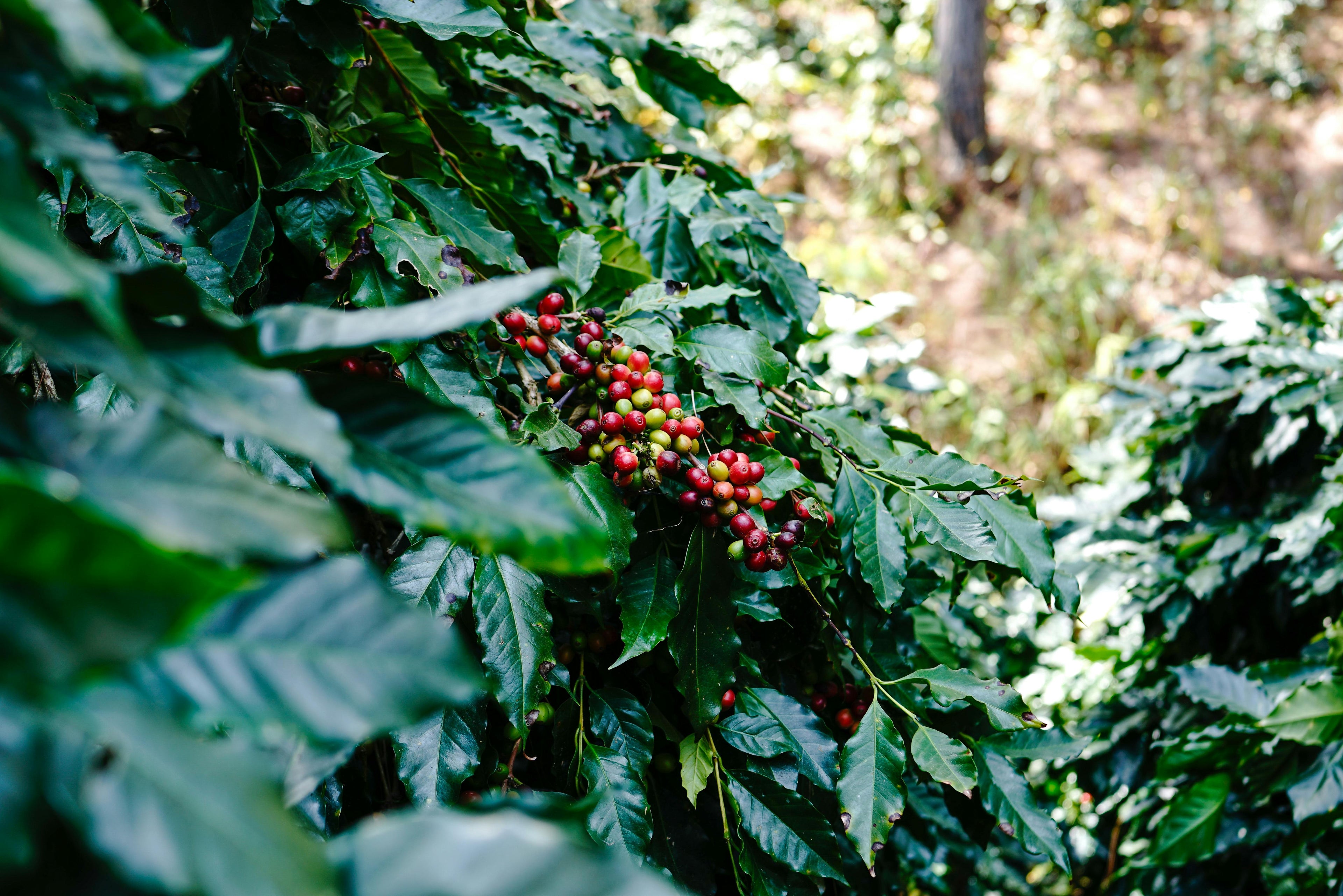 Alterações climáticas vs. produção de café