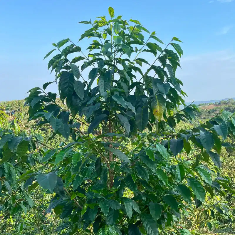 Bourbon Sidra