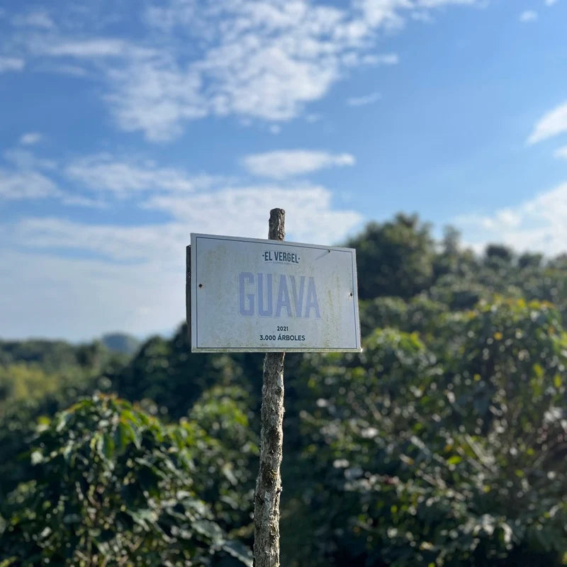 Guava Banana