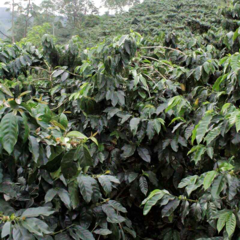 Guava Banana